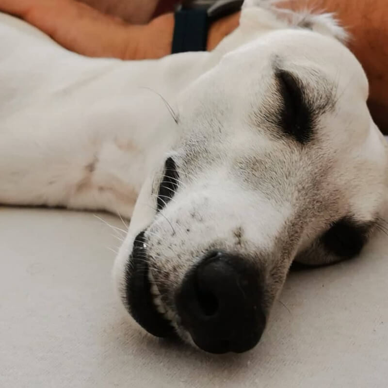 Whippet portret
