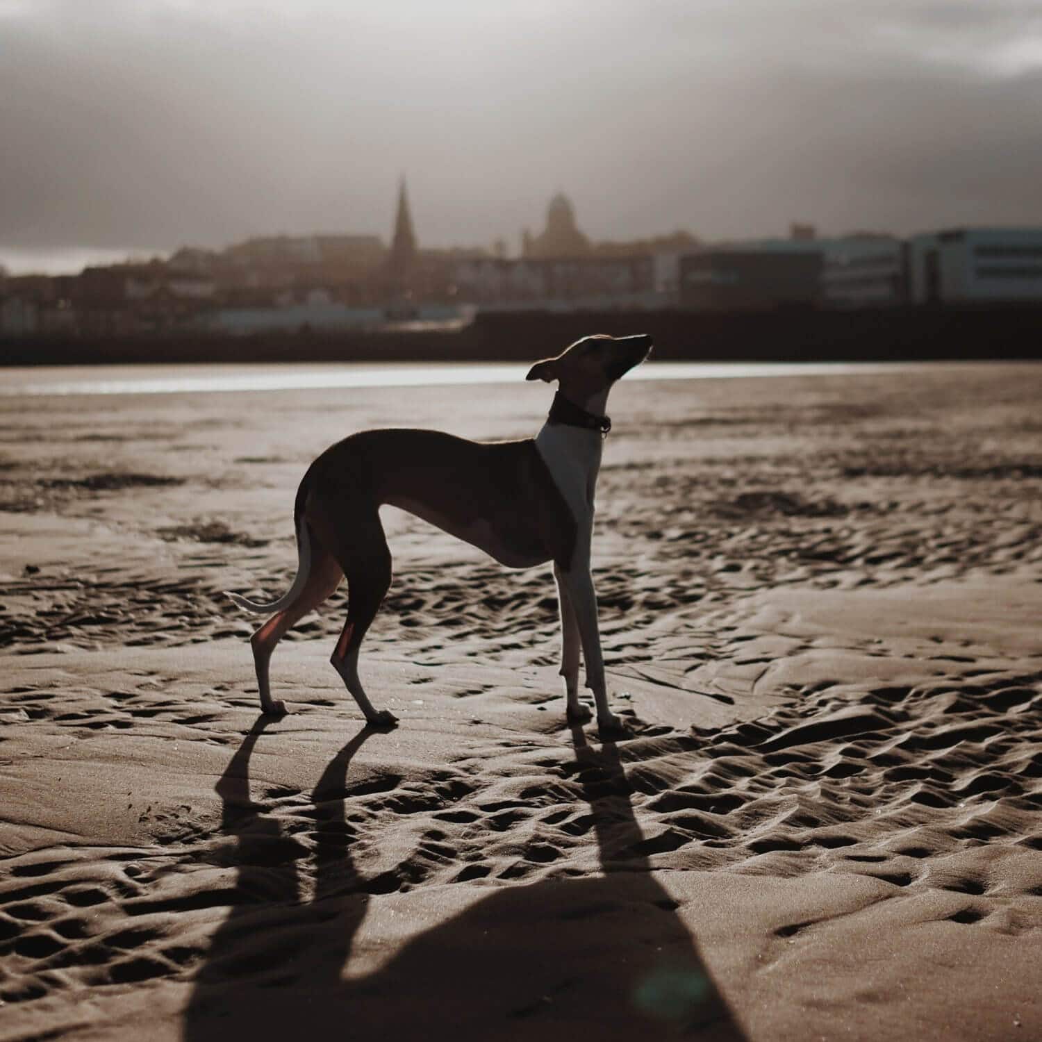 Whippet na travniku